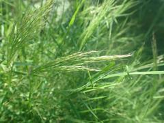 Muhlenbergia porteri