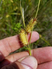 Carex hystericina