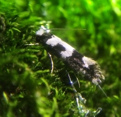 Neurothaumasia ankerella
