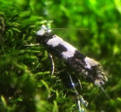 Neurothaumasia ankerella