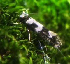 Neurothaumasia ankerella