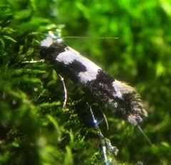 Neurothaumasia ankerella