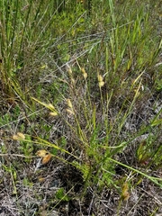 Carex hystericina