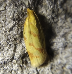 Clepsis pallidana