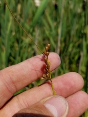 Juncus dudleyi