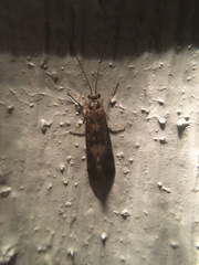 Rhyacophiloidea