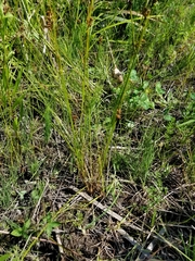 Juncus dudleyi