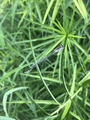 Enallagma exsulans