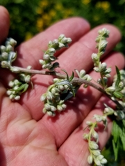 Artemisia vulgaris