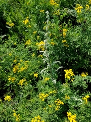 Artemisia vulgaris