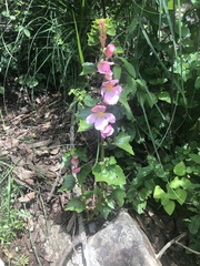 Begonia bulbillifera