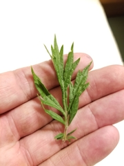 Artemisia vulgaris