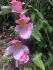 Begonia bulbillifera