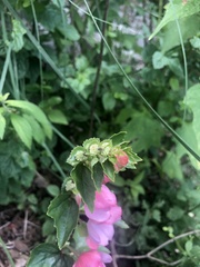 Begonia bulbillifera
