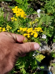 Tanacetum vulgare