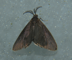 Cryptothelea gloverii