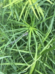Enallagma exsulans