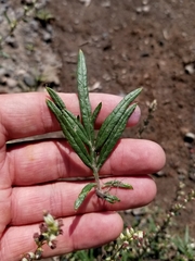 Artemisia vulgaris