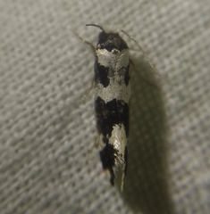 Neurothaumasia ankerella