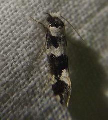 Neurothaumasia ankerella
