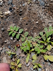 Euphorbia maculata