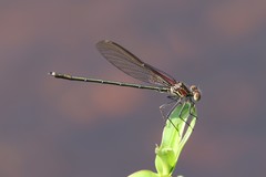 Hetaerina americana
