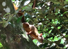 Sciurus granatensis