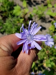 Cichorium intybus