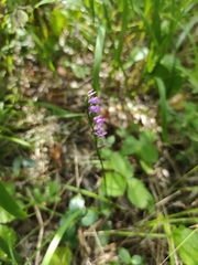 Hemipilia cucullata, photograph Valentin Kosterin, CC BY, iNaturalist via GBIF