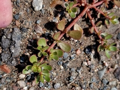 Portulaca oleracea