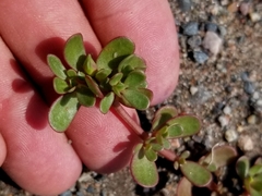 Portulaca oleracea
