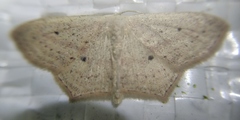 Scopula flaccidaria