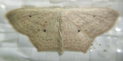 Scopula flaccidaria