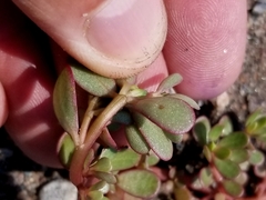 Portulaca oleracea