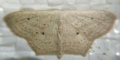 Scopula flaccidaria