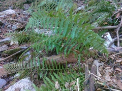 Polystichum × wirtgenii