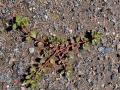 Portulaca oleracea