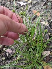 Cyperus sesquiflorus