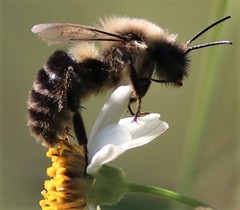 Bombus impatiens image