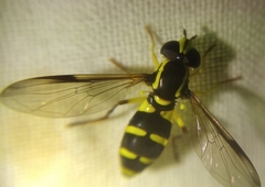 Xanthogramma pedissequum