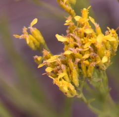 Petradoria pumila