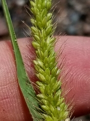 Setaria viridis