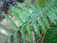 Polystichum × wirtgenii