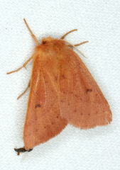 Anthela ferruginosa