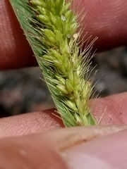Setaria viridis