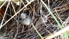 Dasymutilla pseudopappus