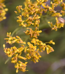 Petradoria pumila