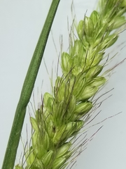 Setaria viridis