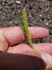 Setaria viridis