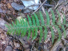 Polystichum × wirtgenii